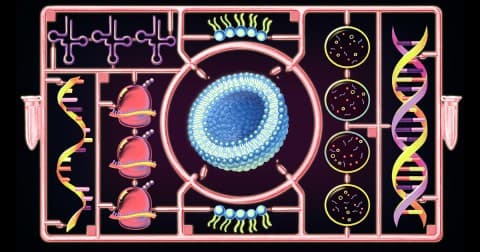 Image from the post: A cell built from scratch grows and divides