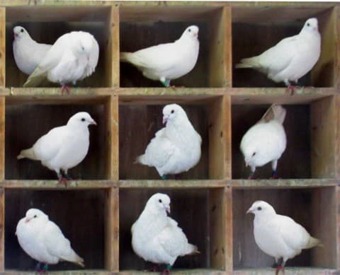 Image from the post: Missing discrete math and the pigeonhole principle